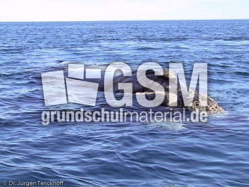 Buckelwal (7 von 57).jpg